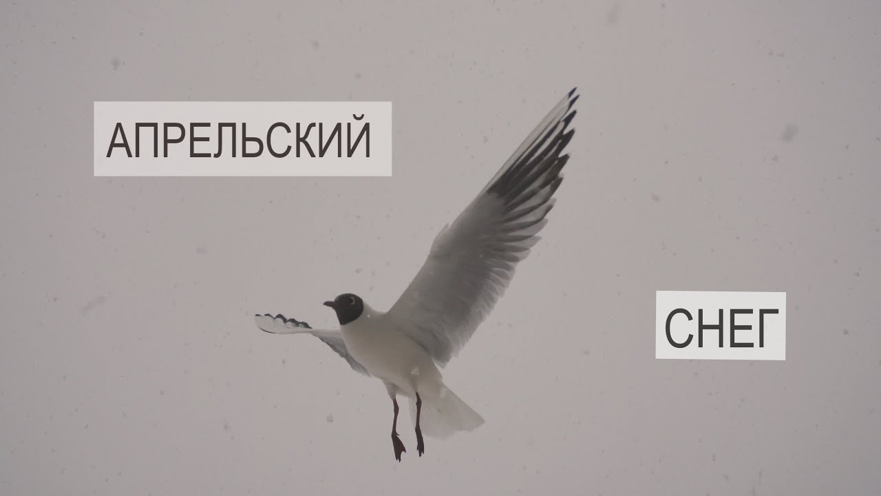 Апрельский СНЕГ