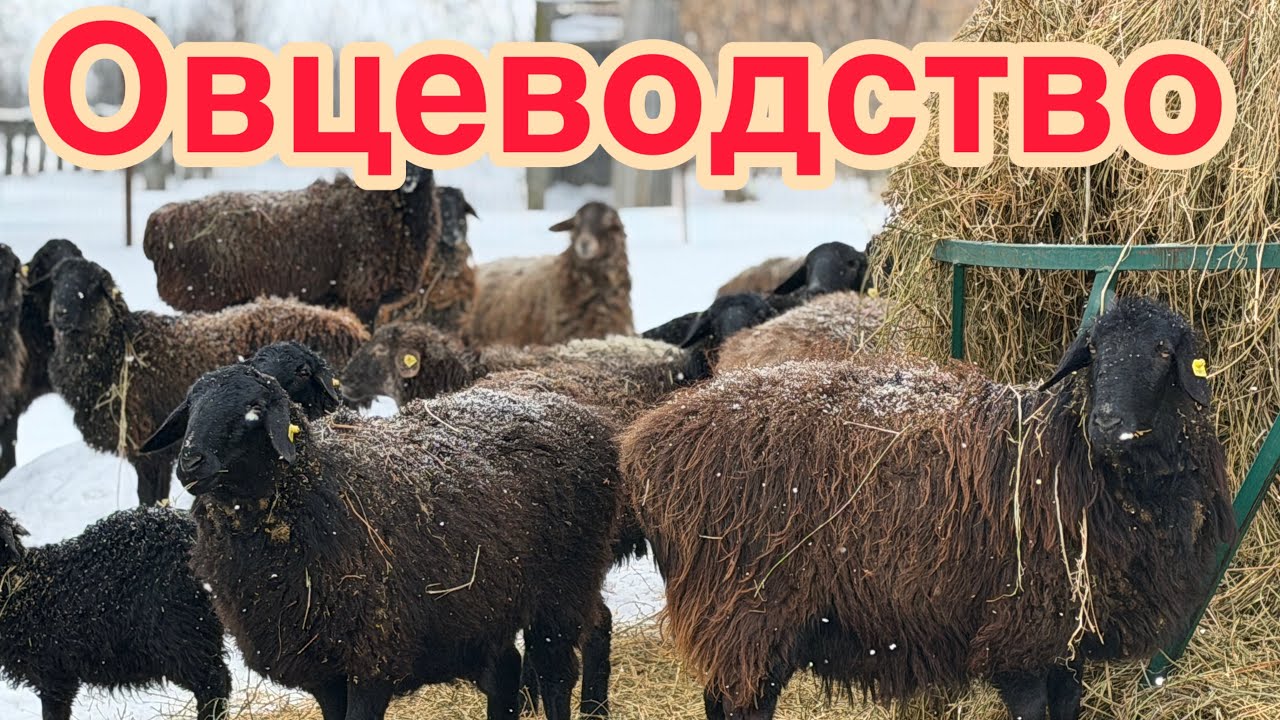 Овцеводство, а у вас так же ?