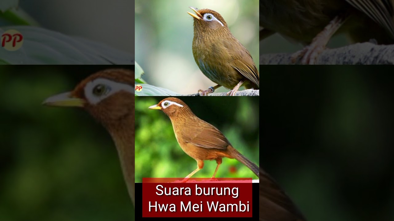 suara burung hwa mei wambi