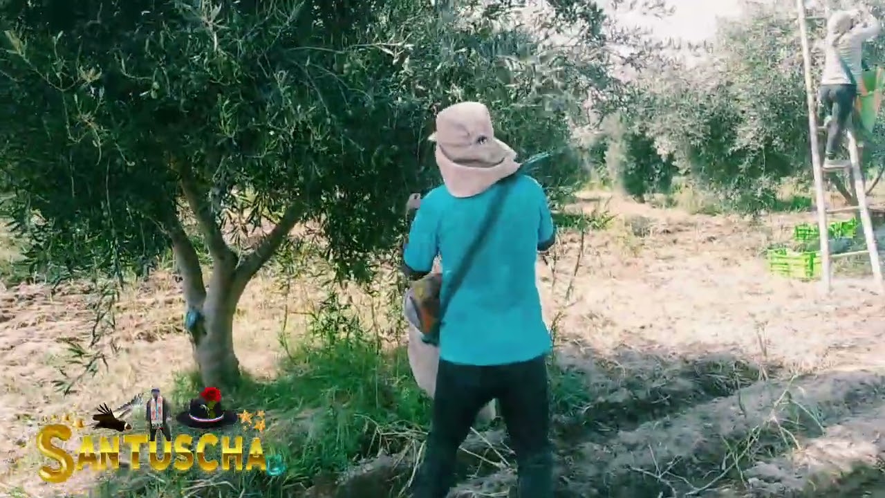 cosechando aceituna en acari arequipa