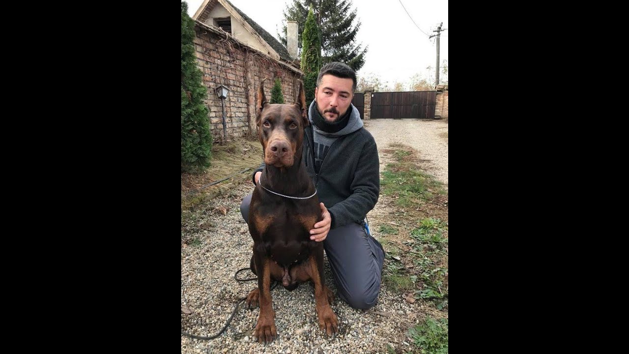 European Doberman - Fahir Giddy Blossom ZTP