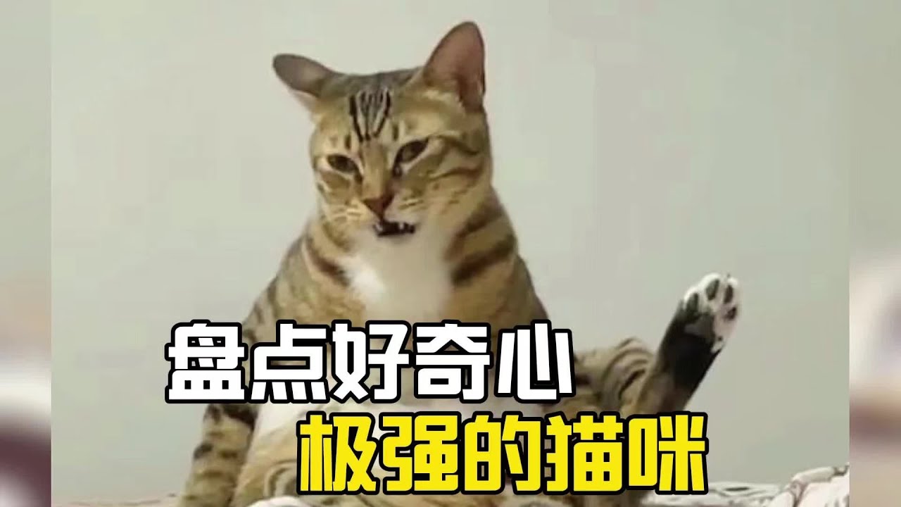 盤點那些好奇心極強的貓咪#萌宠 #萌寵 #爆笑 #搞笑 #搞笑视频 #搞笑挑战 #搞笑合集 #搞笑視頻