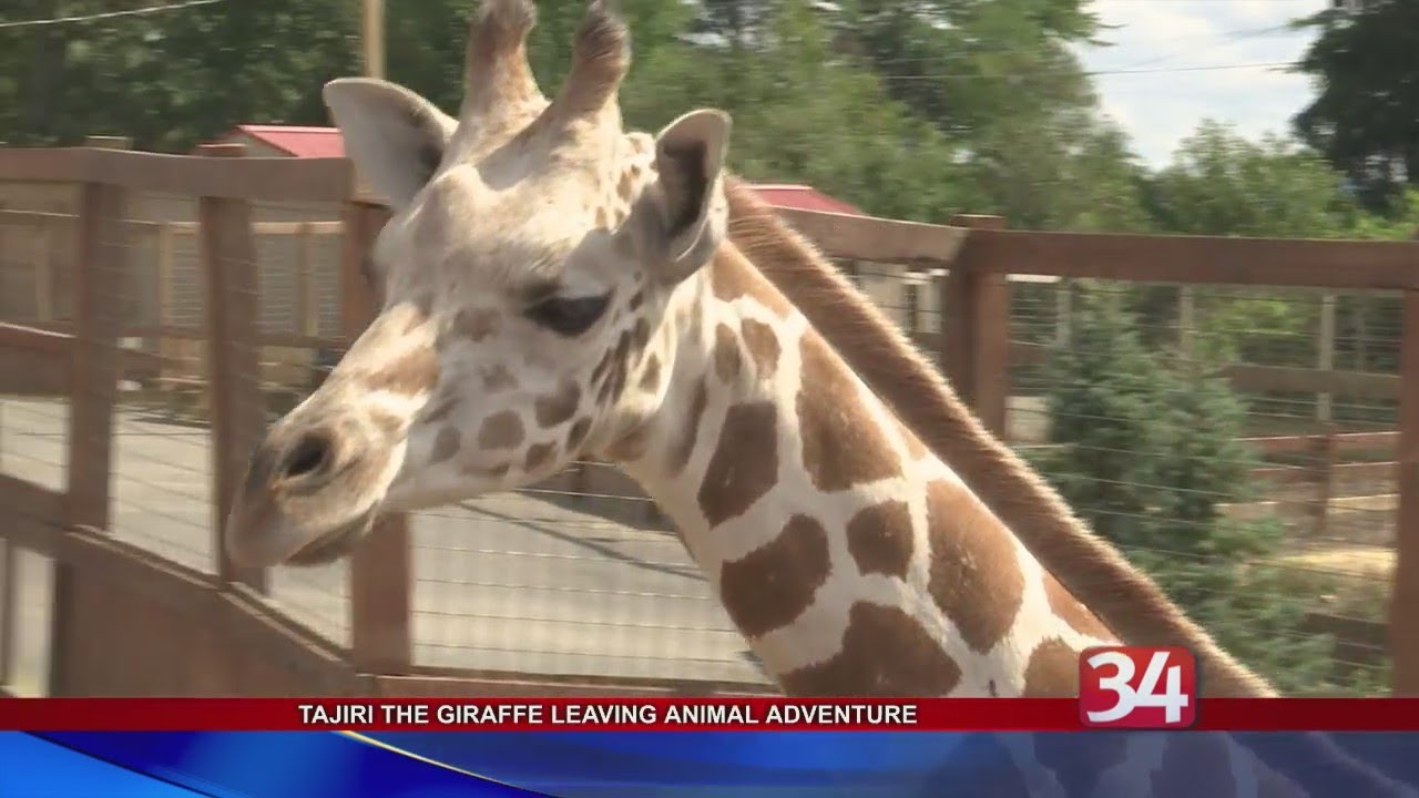 Tajiri the giraffe leaving Animal Adventure Park