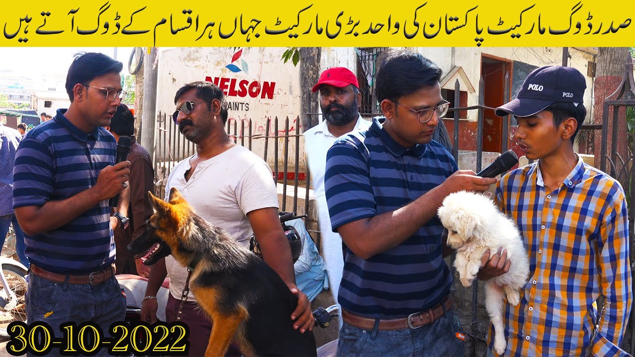 Saddar Dogs Kutta Market the Biggest dogs Market In Pakistan Karachi 30-10-22 | German Shepherd