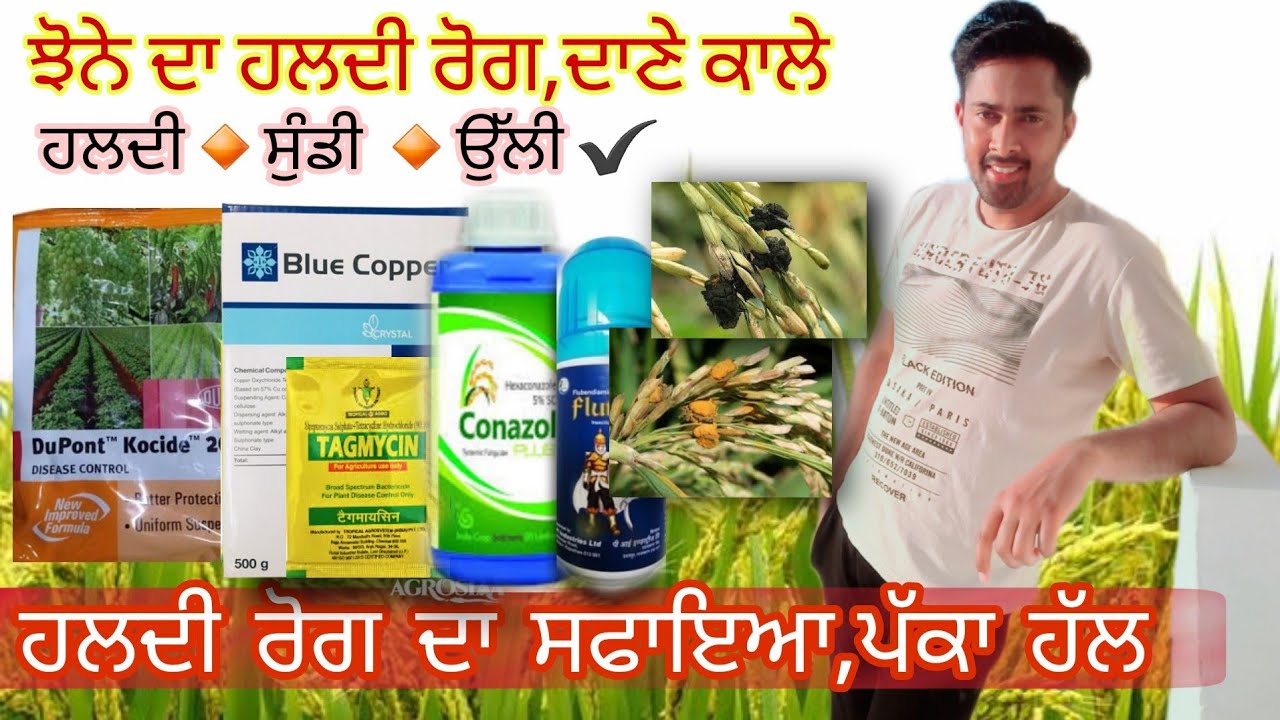 Paddy False Smut Detail,, Cure ,Treatment, Copper Oxychloride (ਝੂਠੀ ਕਾਂਗਿਆਰੀ )🔸 Jhone Da Haldi Rog🔸