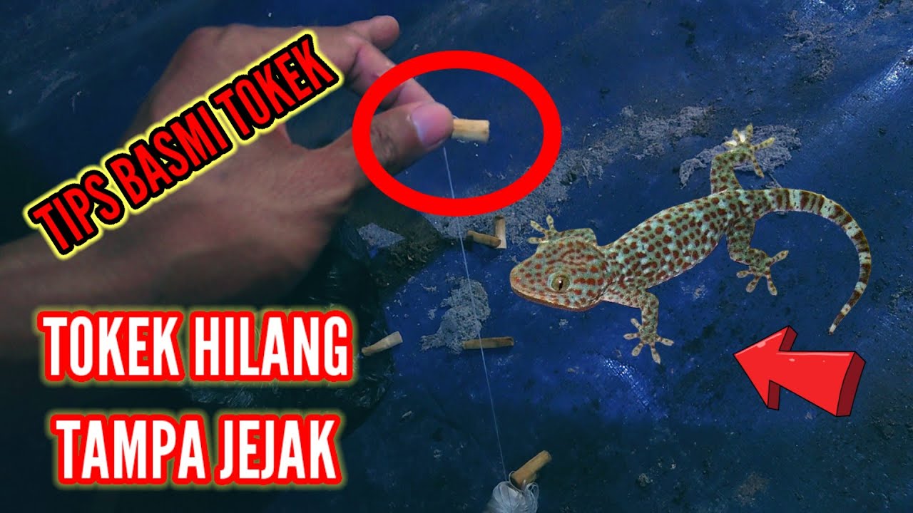 TIPS AGAR TOKEK HILANG DARI GEDUNG WALET KITA, CUKUP MUDAH, TRIK INI PENGALAMAN PETANI WALET SENIOR