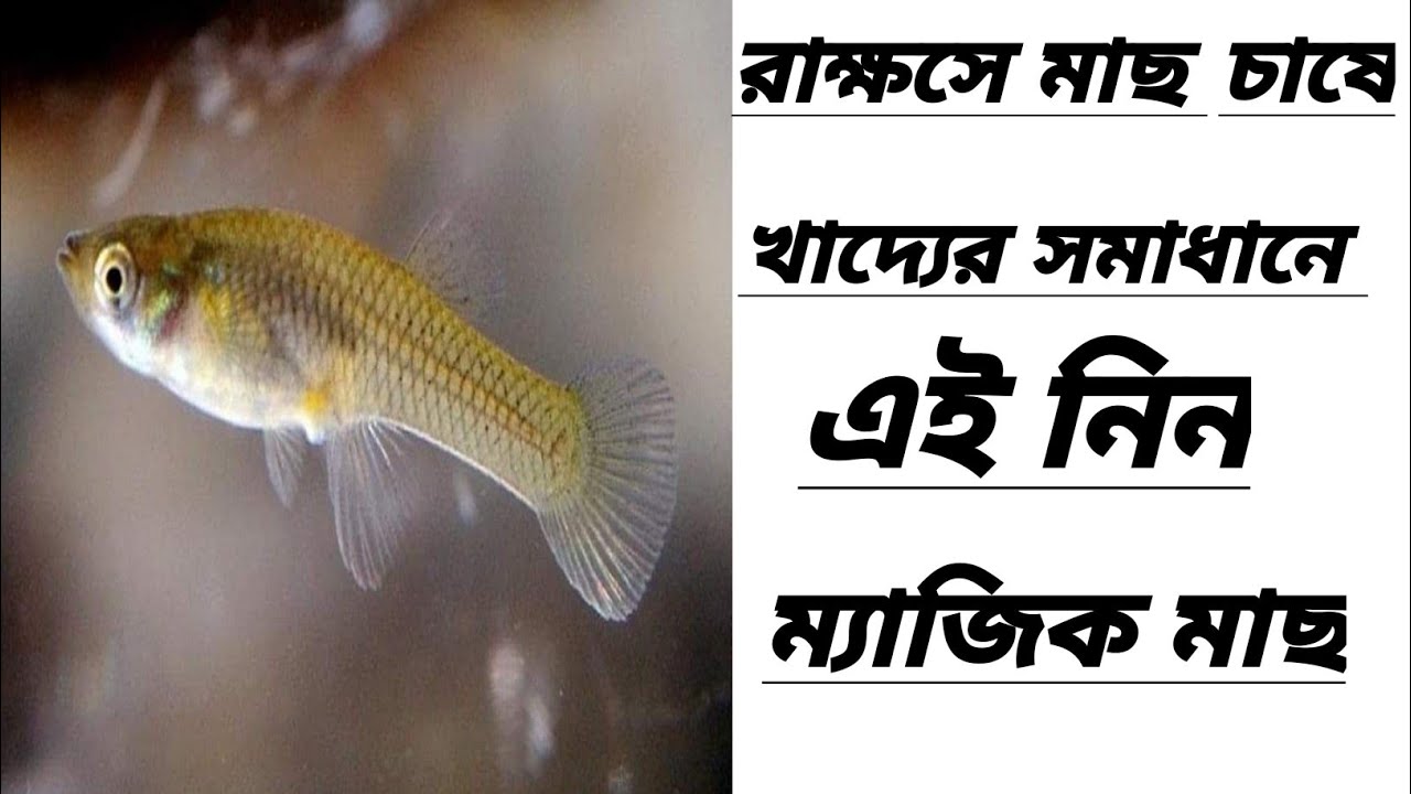 রাক্ষুসে মাছ চাষে খুব সহজে লাভবান হতে এই পোনা চাষ করুন।কান পোনা বা ফেদু মাছ কোথায় পাবেন।কানপোনা মাছ