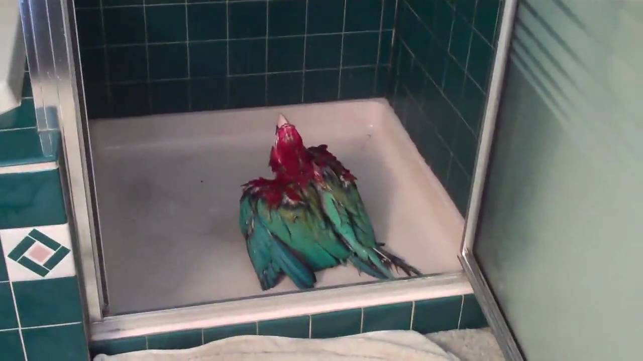 Macaw - can't wait to shower