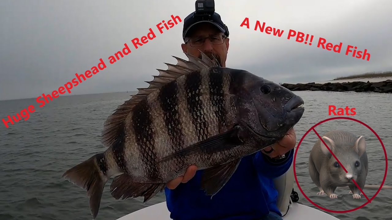 Fishing St. Augustine (HUGE Sheepshead and Red Fish) In My Carolina Skiff 162 JLS