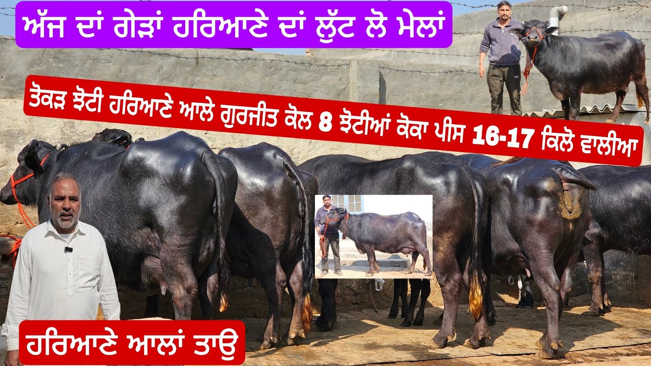 ਤੋਕੜ ਝੋਟੀ ਹਰਿਆਣੇ ਆਲੇ ਗੁਰਜੀਤ ਕੋਲ 8 ਝੋਟੀਆਂ ਕੋਕਾ ਪੀਸ 16-17 ਕਿਲੋ ਵਾਲੀਆ ਪਿਉਰ ਹਰਿਆਣੇ ਦੇ ਪਿੰਡਾ ਦੀਆ #murraha