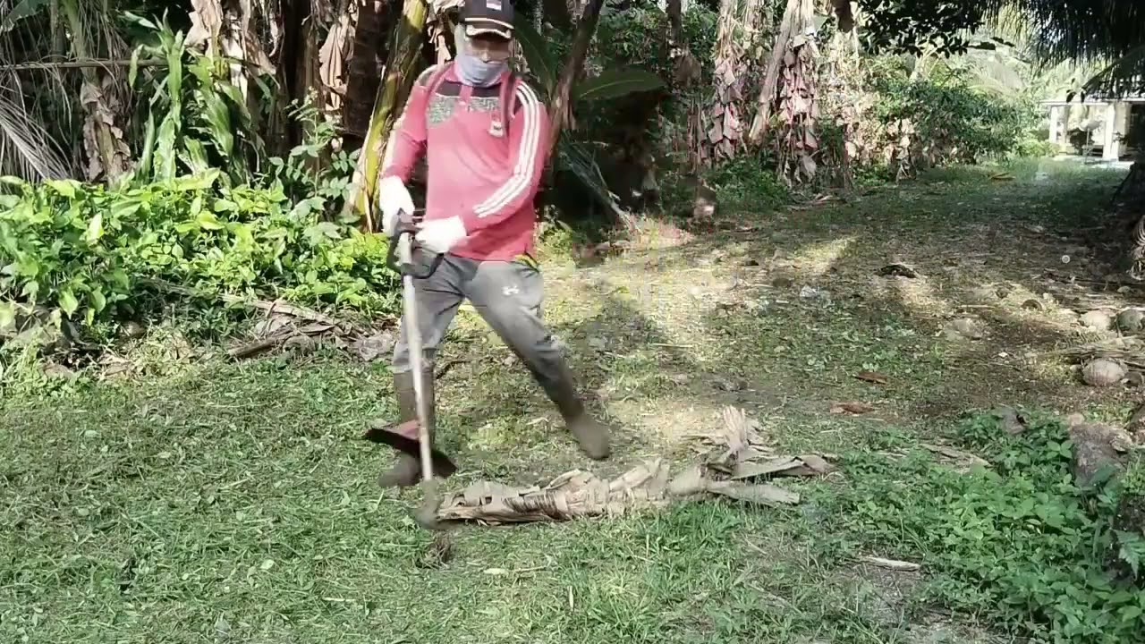 bersihkan rumput samping dan belakang rumah pakai mesin potong rumput honda