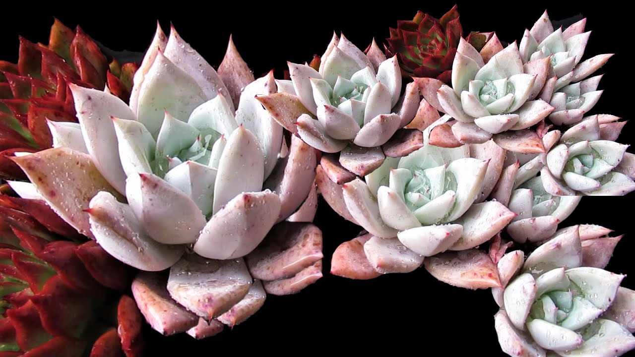 The Most Beautiful Compact Mexican Giant | VLOG #74 Succulents & Coffee w/ Liz
