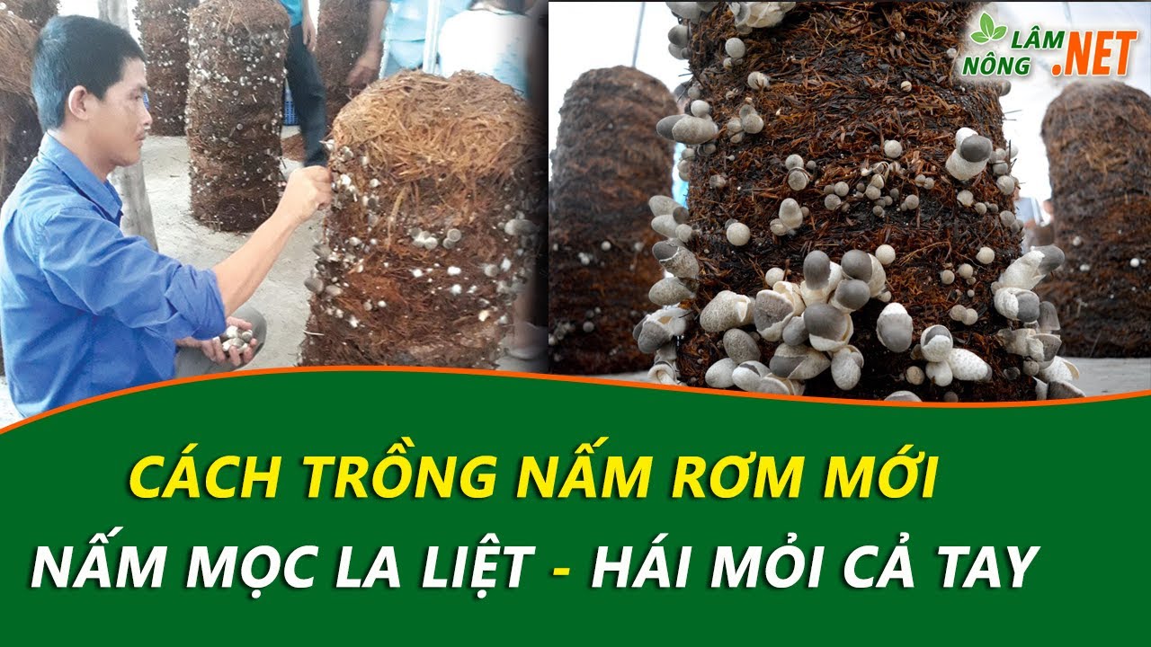 Trồng Nấm Rơm Bằng Trụ Đứng cho Năng Suất Cao, Nấm Mọc La Liệt Hái Mỏi Cả Tay