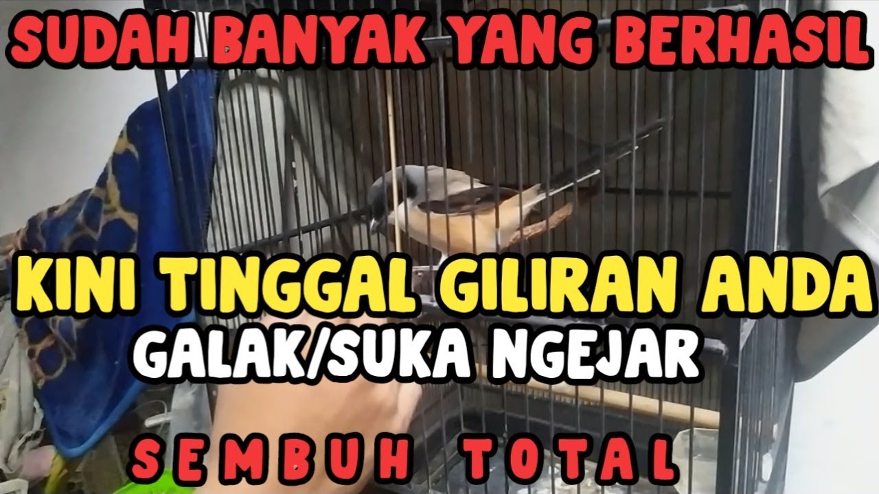 Tata Cara Rawatan Harian Buat Cendet Galak/Suka Ngejar - TERAPI VERSI BANG UCUP!
