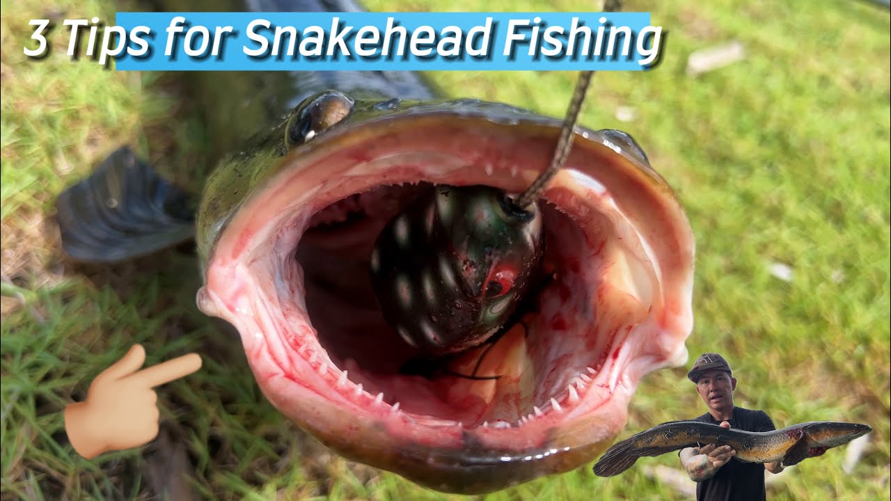 3 TIPS for SNAKEHEAD Fishing in Florida 
