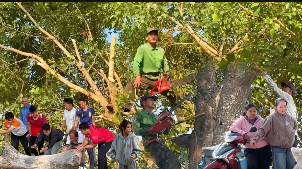 chú tính mé nhánh cắt cành cây xanh và cây xà cừ #Bangcuacay