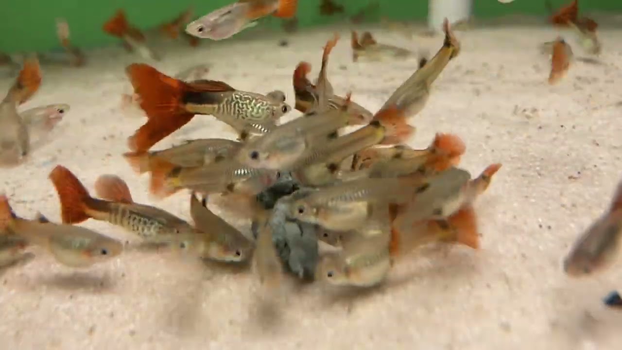 Kwarantanna - Sezon 1, odcinek 05 - Akwarystyka bez farmazonów