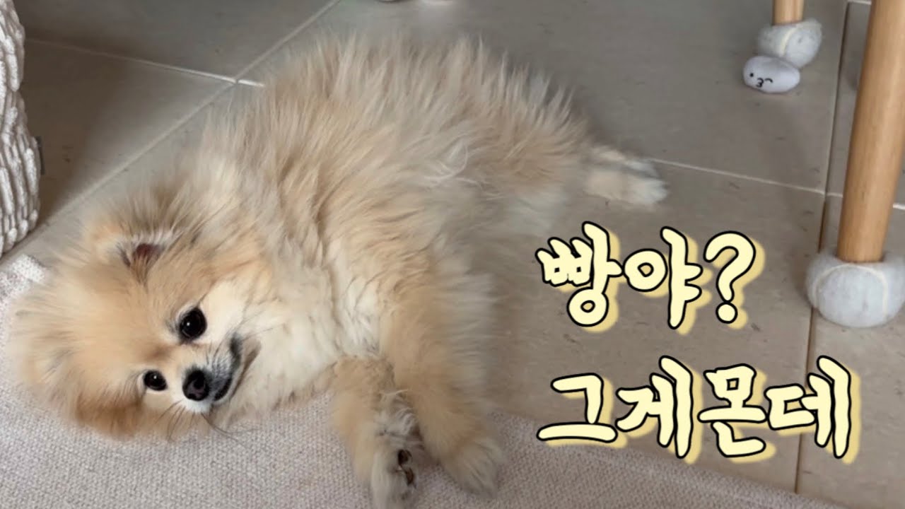 포메라미안 첫 ‘빵야’ 교육, 성공? 실패?