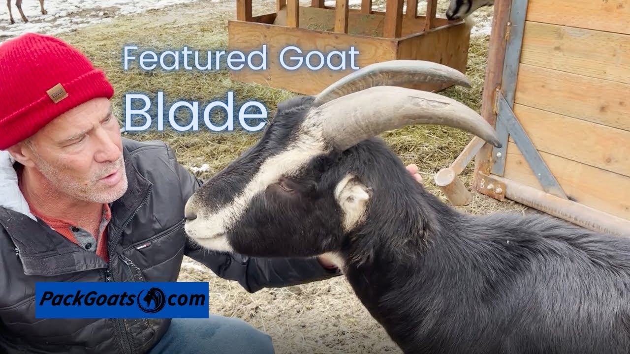 Meet Blade The Most Well Built LaMancha Goat