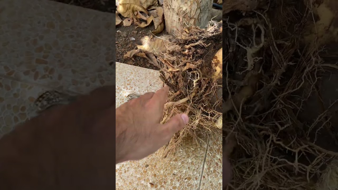 طريقة التعامل مع الفسائل