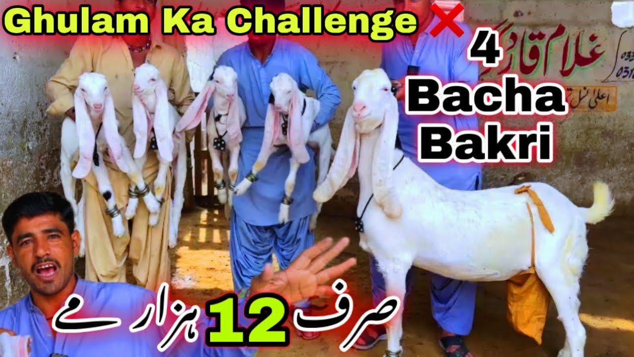 Ghulam Qadir Top Quality 4 Bacho Wali Bakriyan 😍Lalukhet Bakra Mandi & Orangi Town Bakra Mandi 