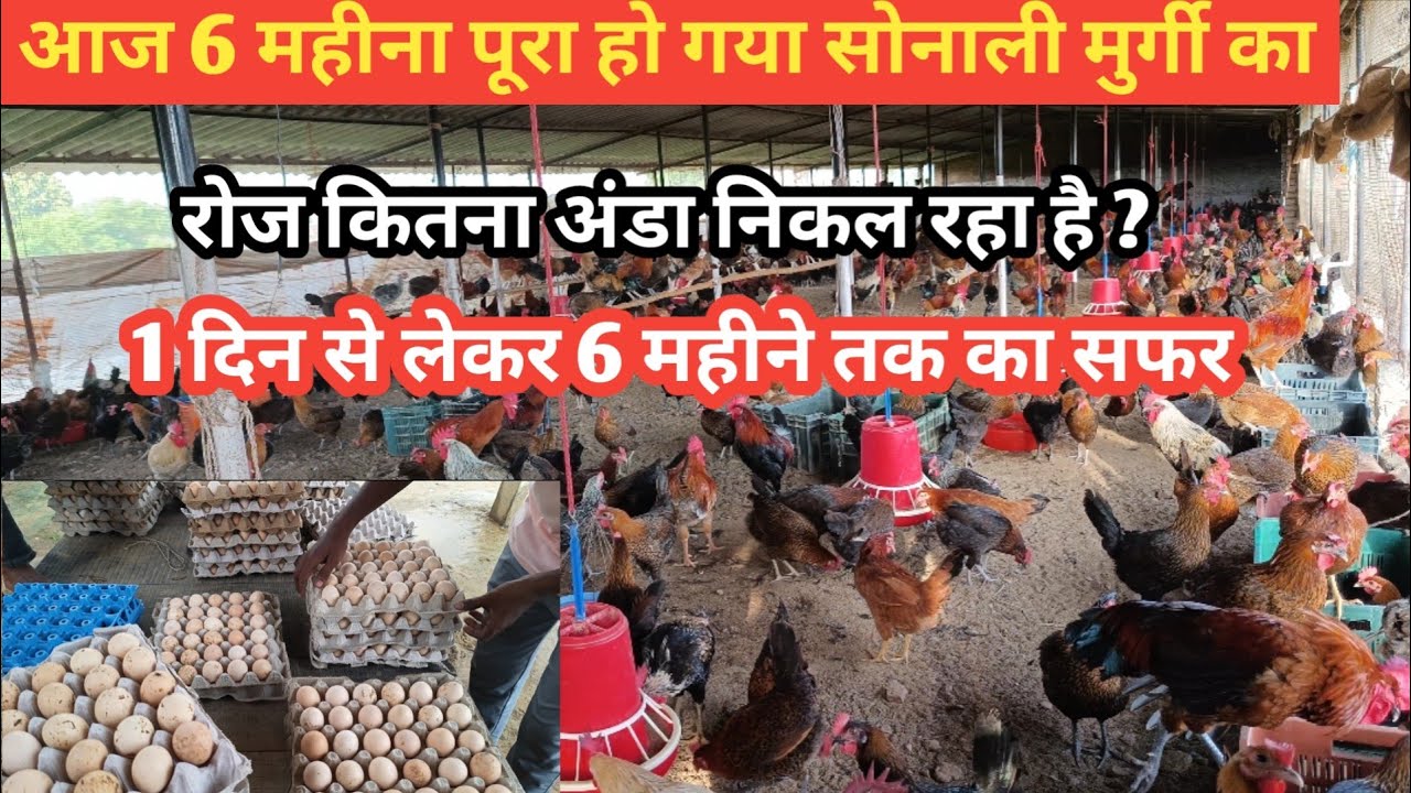 1750सोनाली मुर्गी का 6 महीना पूरा हुआ ,1 मुर्गी को अंडे पर आने पर कितना खर्चा आता है ,A to Z जानकारी