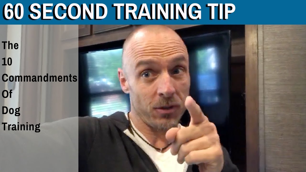 60 Second Training Tip: The 10 Commandments Of Dog Training
