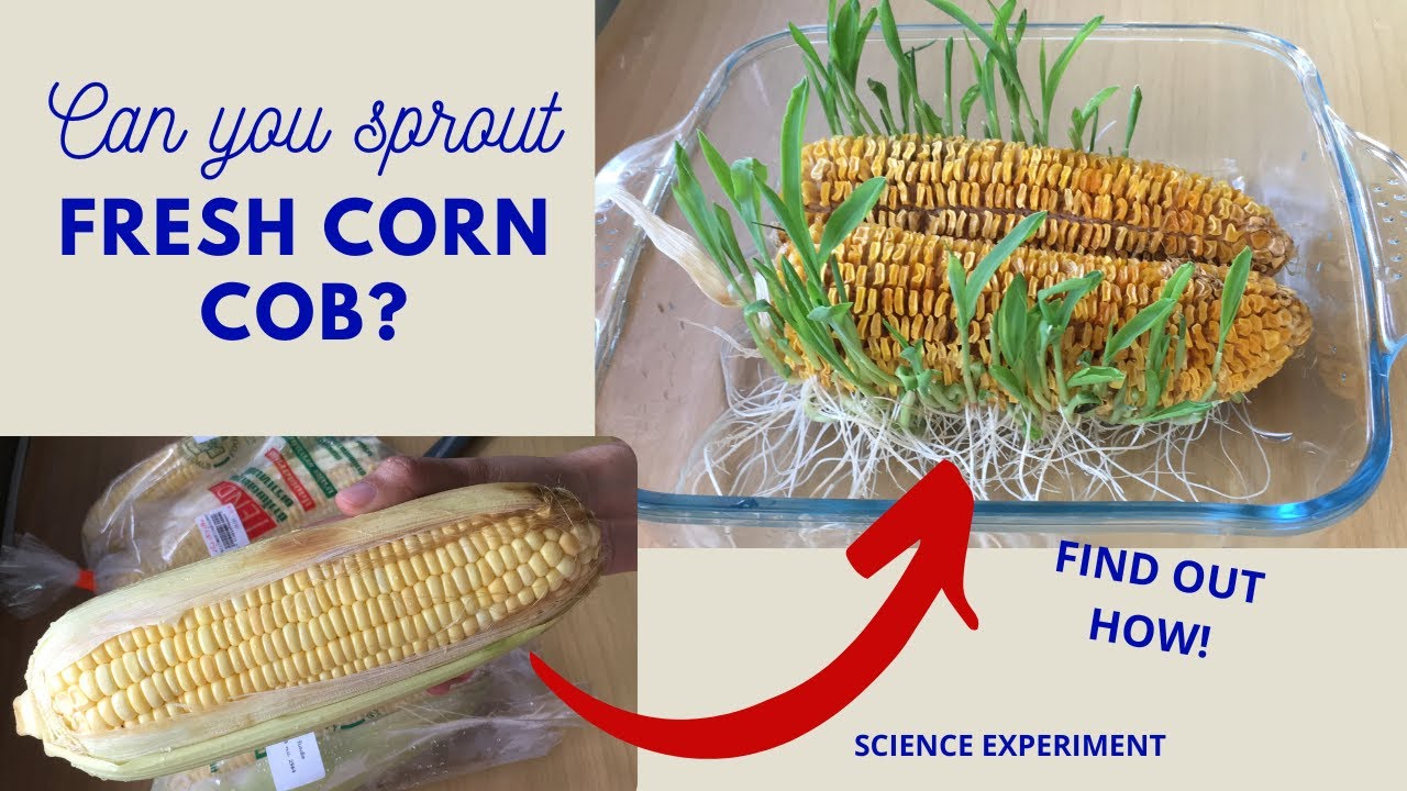 Sprouting Corn Cob | Can you sprout fresh corn cob? | Sprouting Corn in Water Experiment |