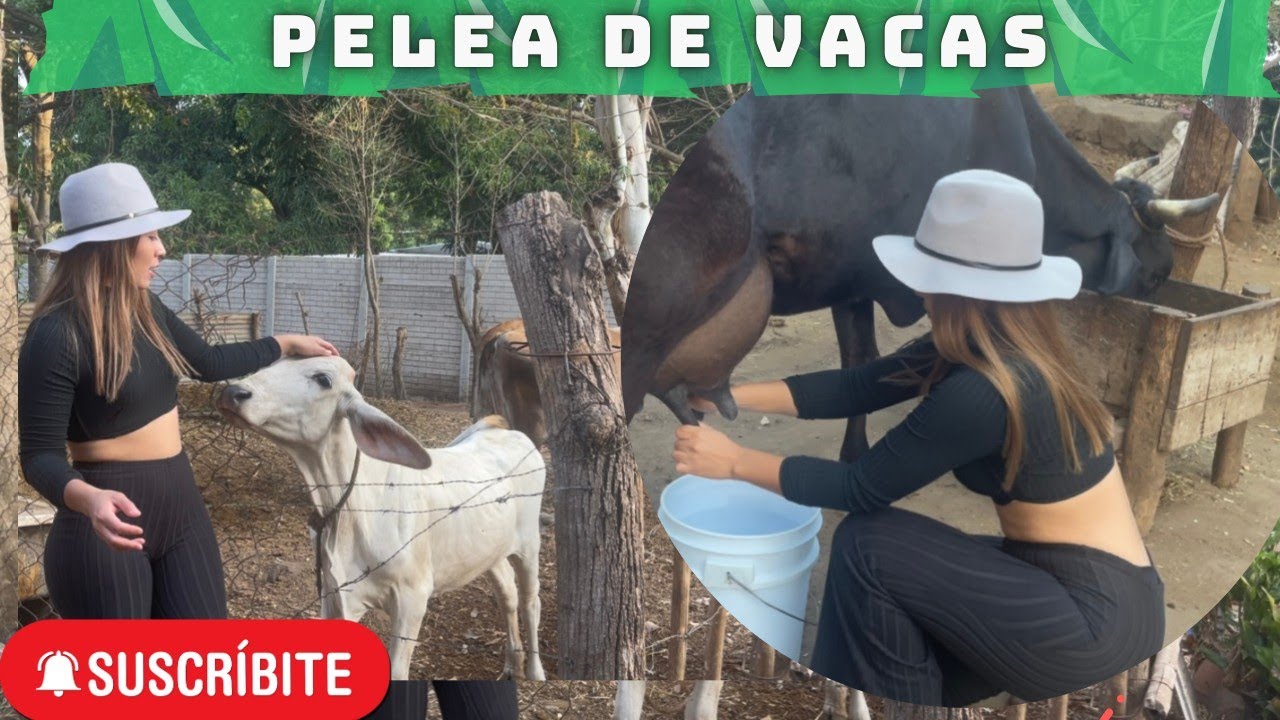 ORDEÑANDO LA VACA 🐄 🐮 VIDA DE CAMPO 😍