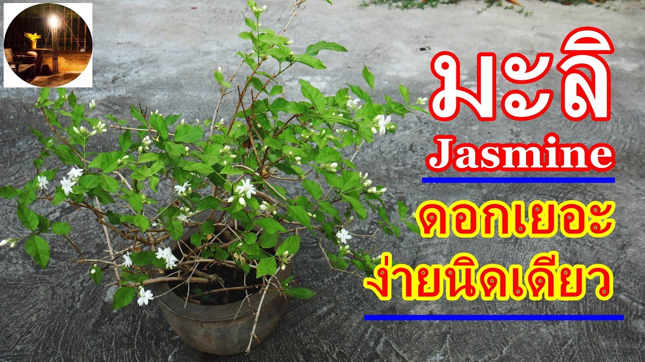 วิธีแกล้งมะลิให้ดอกเยอะ #สวนผักหลังบ้าน