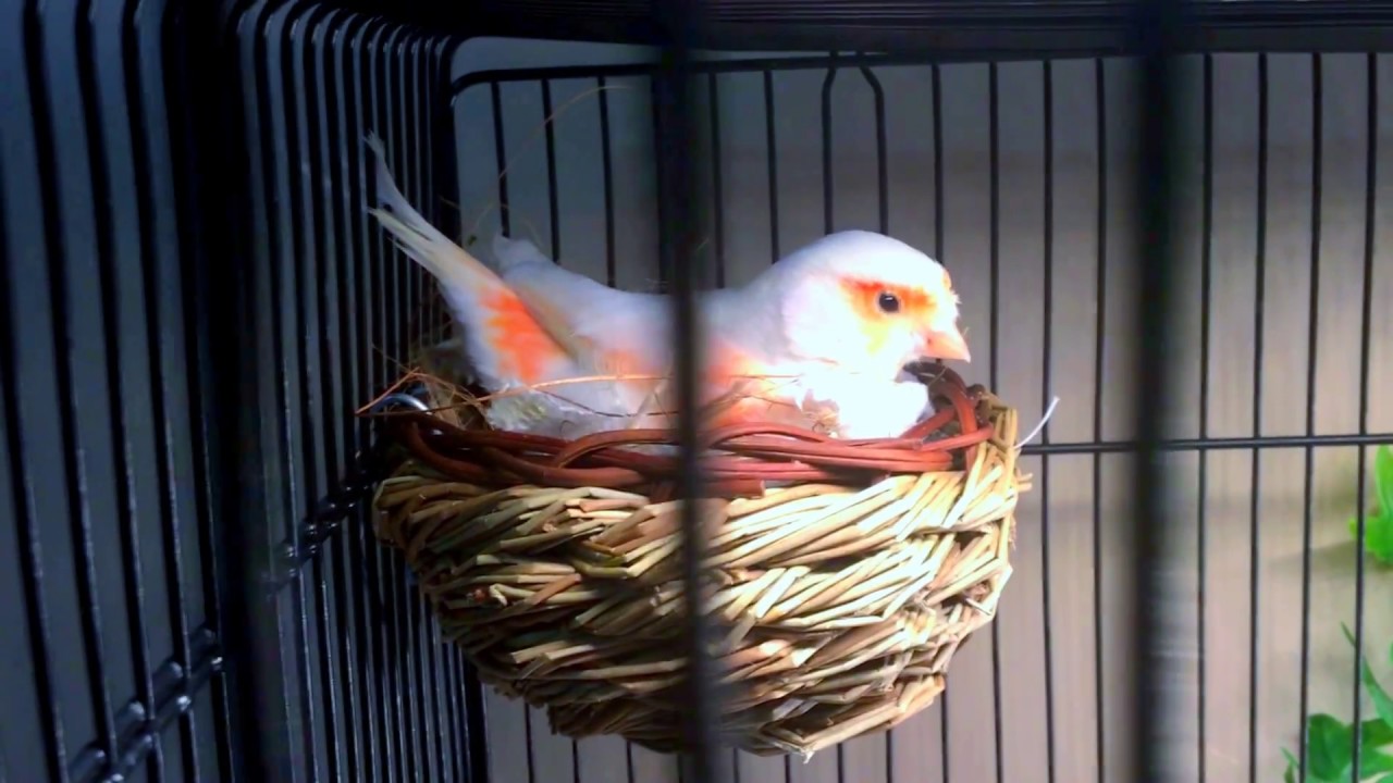 2017 Red Mosaic Canaries Breeding Log #1