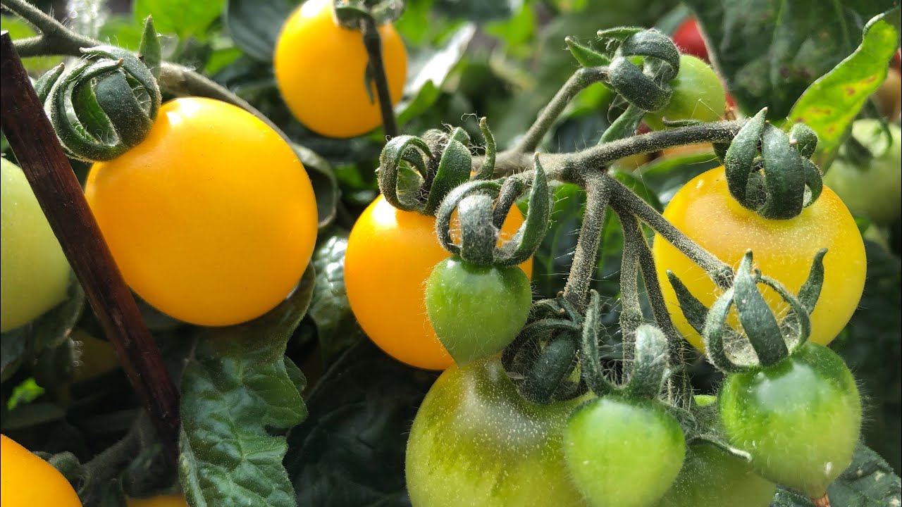Balkontomaten, anbauen, pflegen, Besonderheiten