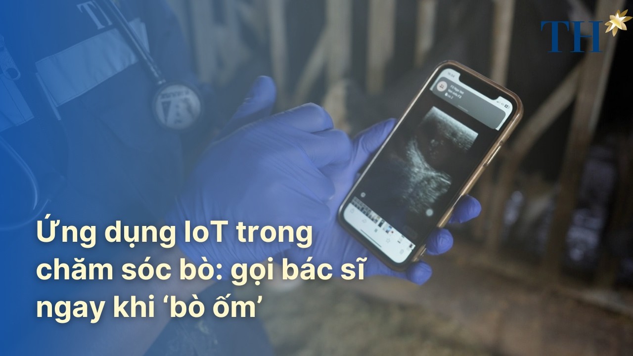 Ứng dụng IoT trong chăm sóc bò - Gọi bác sĩ ngay khi ‘bò ốm’ | TH Hạnh Phúc Đích Thực