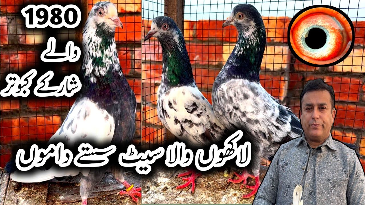 Безумная зарплата Тедди Кабутар 💯 // Сиалкотские голуби // Золотой Кабутар // Высоколетающие голуби