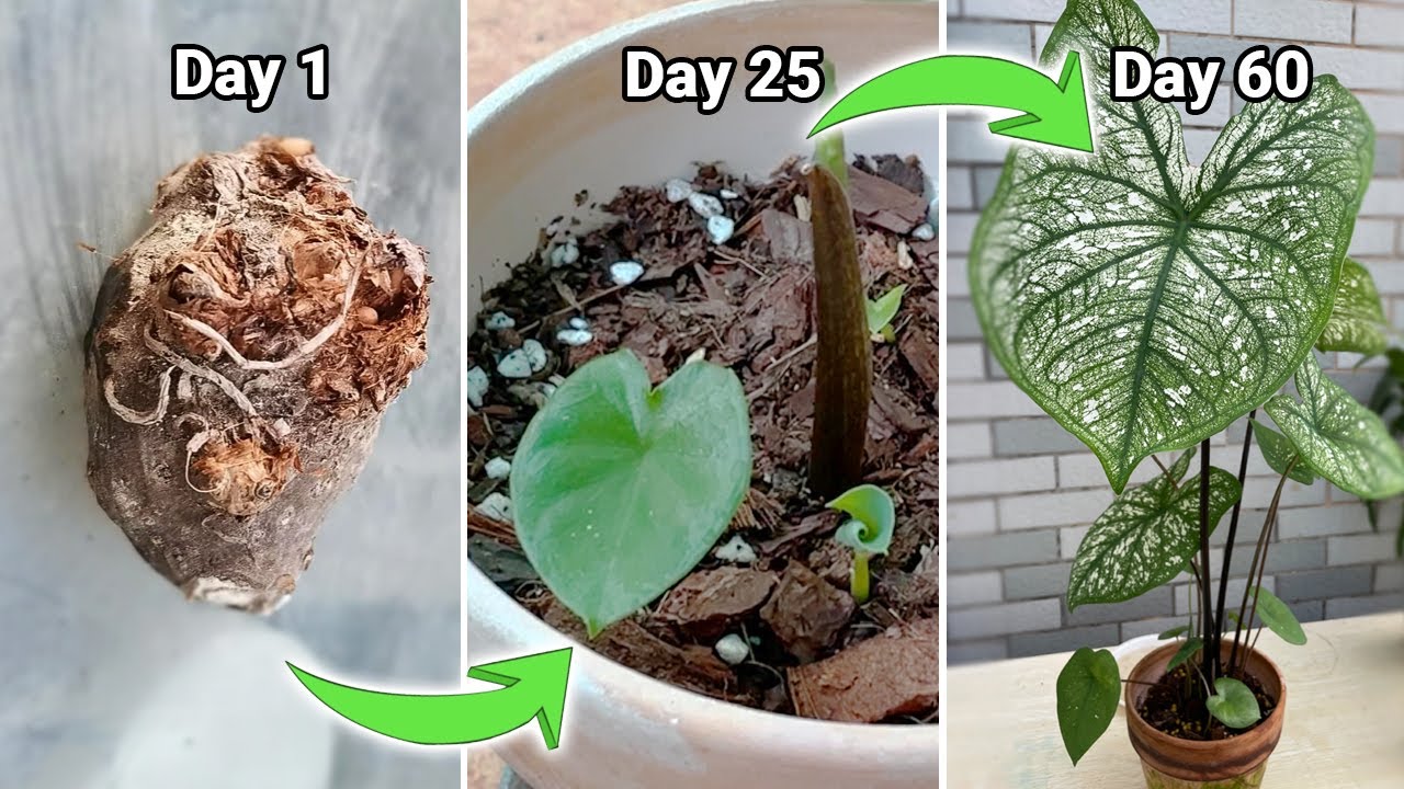 How to Grow Caladium From Bulbs for Beginners: Updates Day 1~60