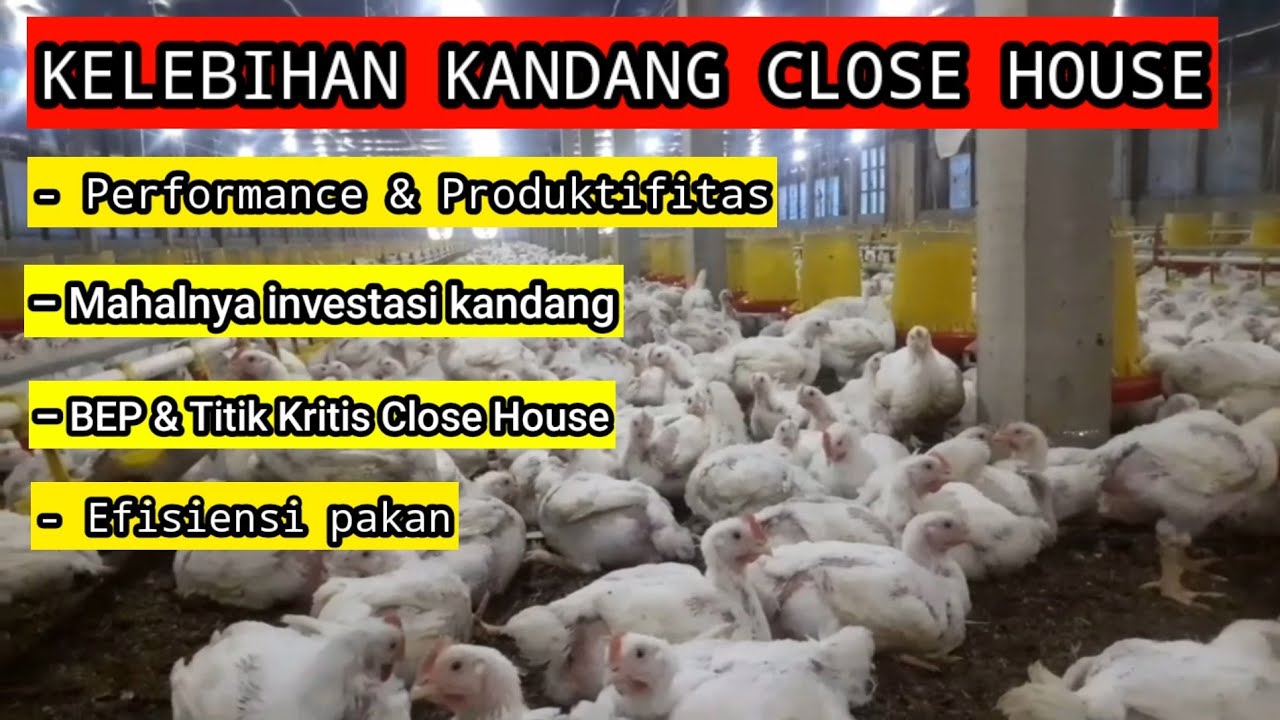 KELEBIHAN KANDANG CLOSE HOUSE PADA PETERNAKAN AYAM BROILER