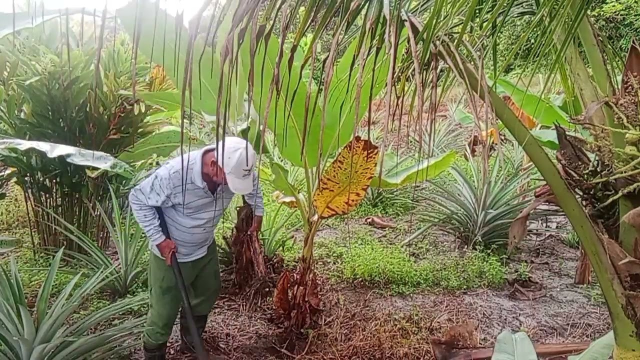 NGULIH KA ANAK PISANG/NGEMAS KEBUN.