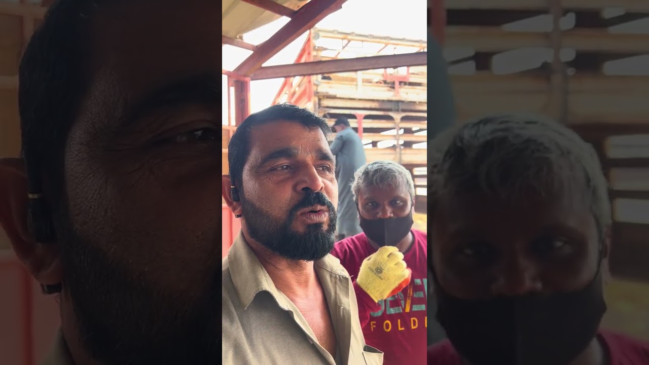 GG Goat Market Saudi Arabia #saudi #saudiaarbia #india 