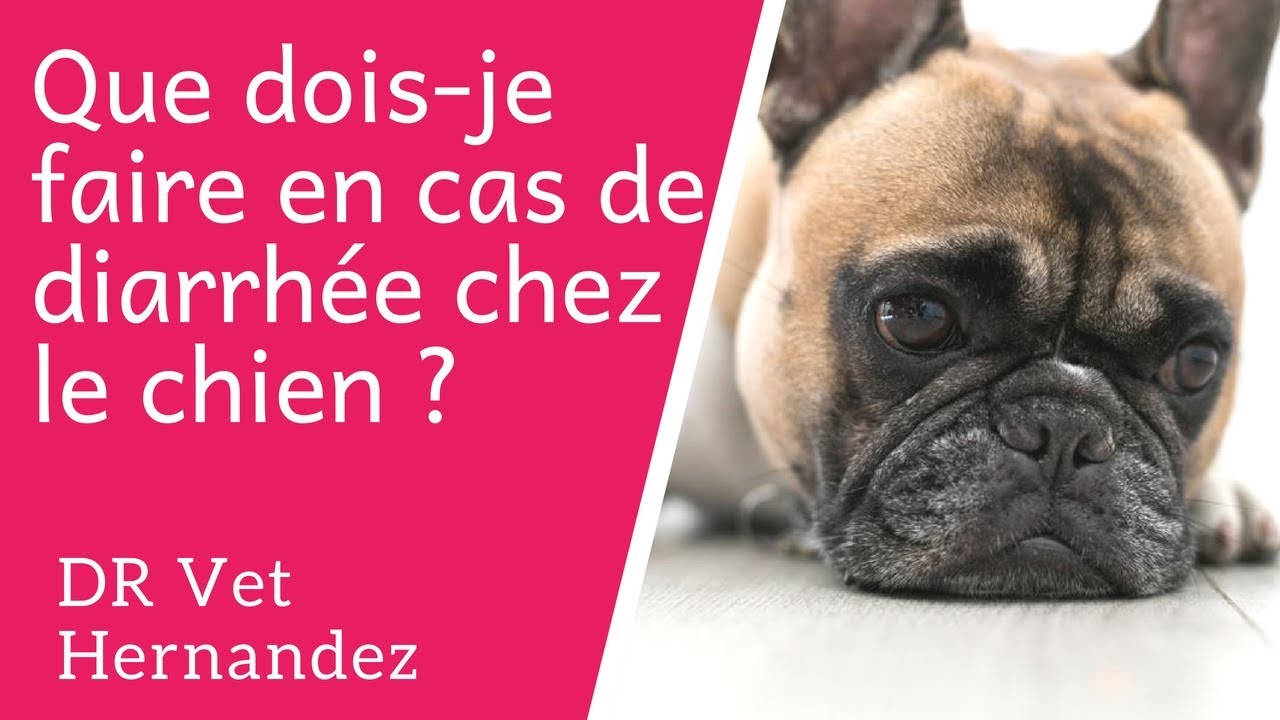 Que dois-je faire en cas de diarrh&eacute;e chez mon chien ?