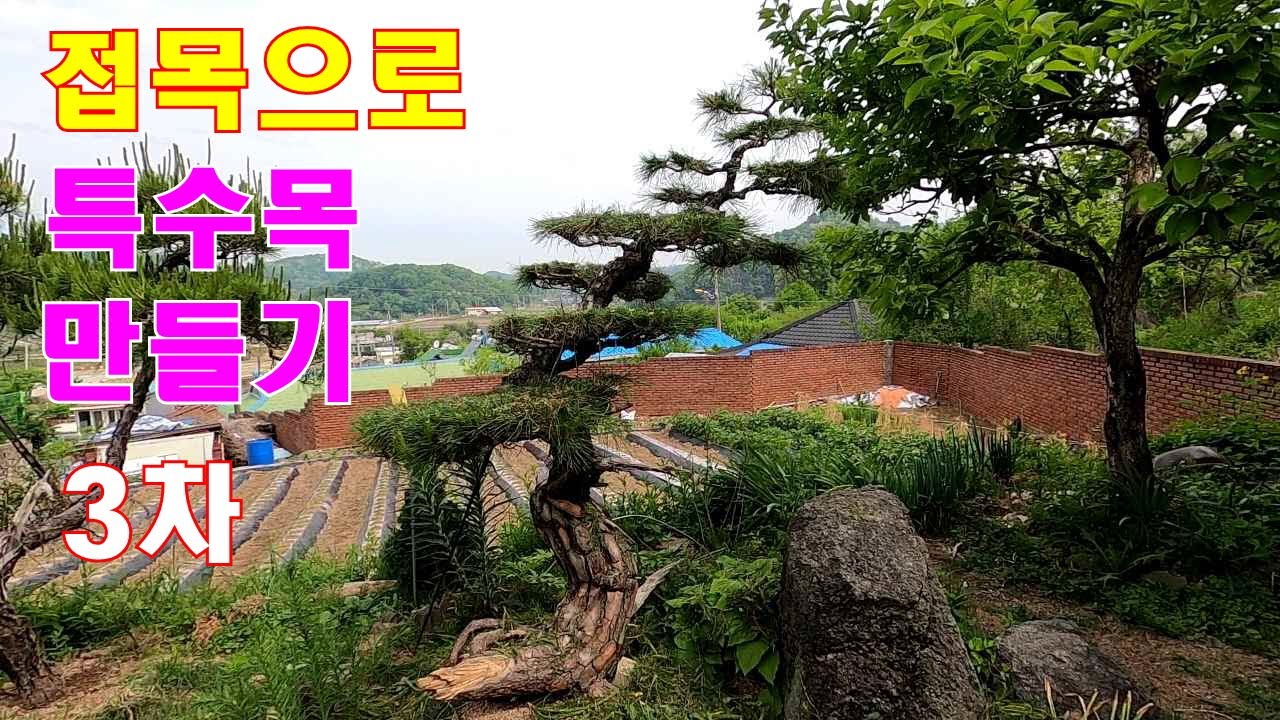 접목으로 특수목 만들기 3차 마무리영상 -  20년의 결과물입니다! #정원관리