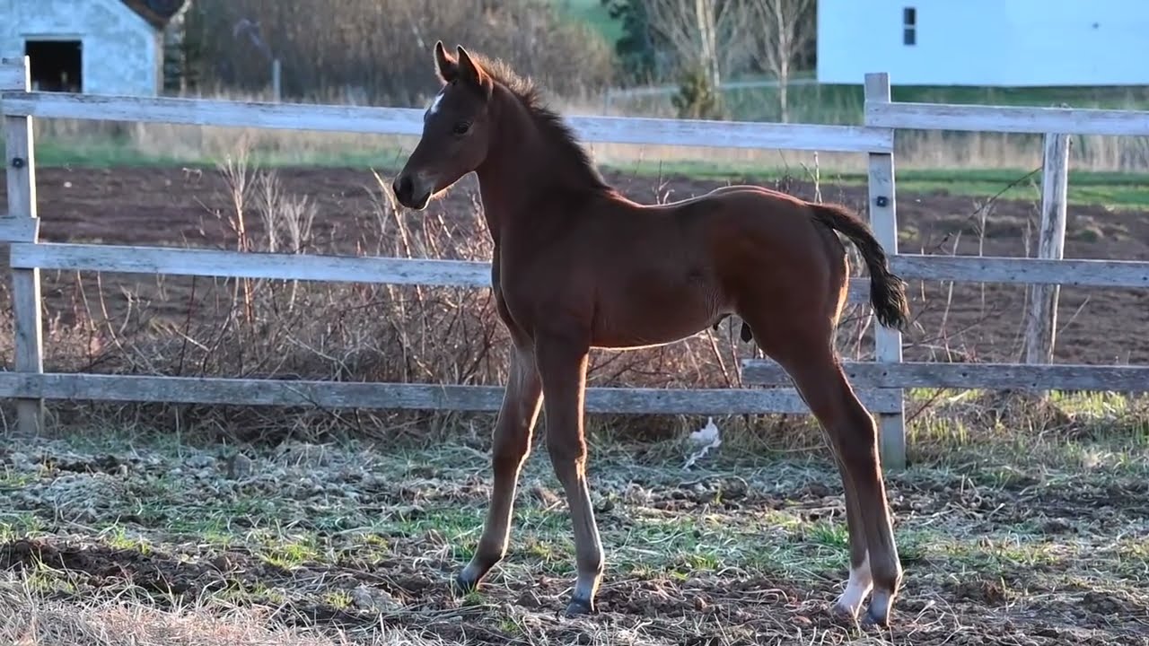 Rock Lobster - Rockefeller x Donarweiss colt - May 6, 2023