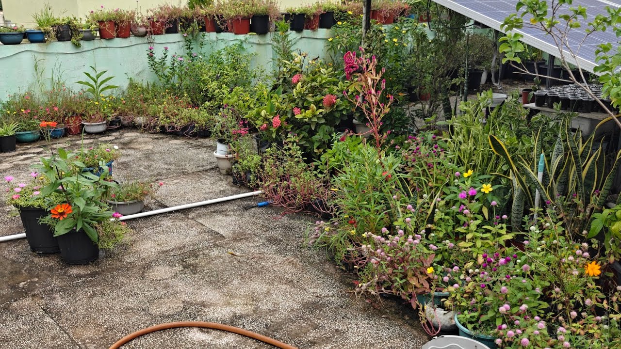 Sunday Terrace Garden update # Rumona Garden Nagpur 