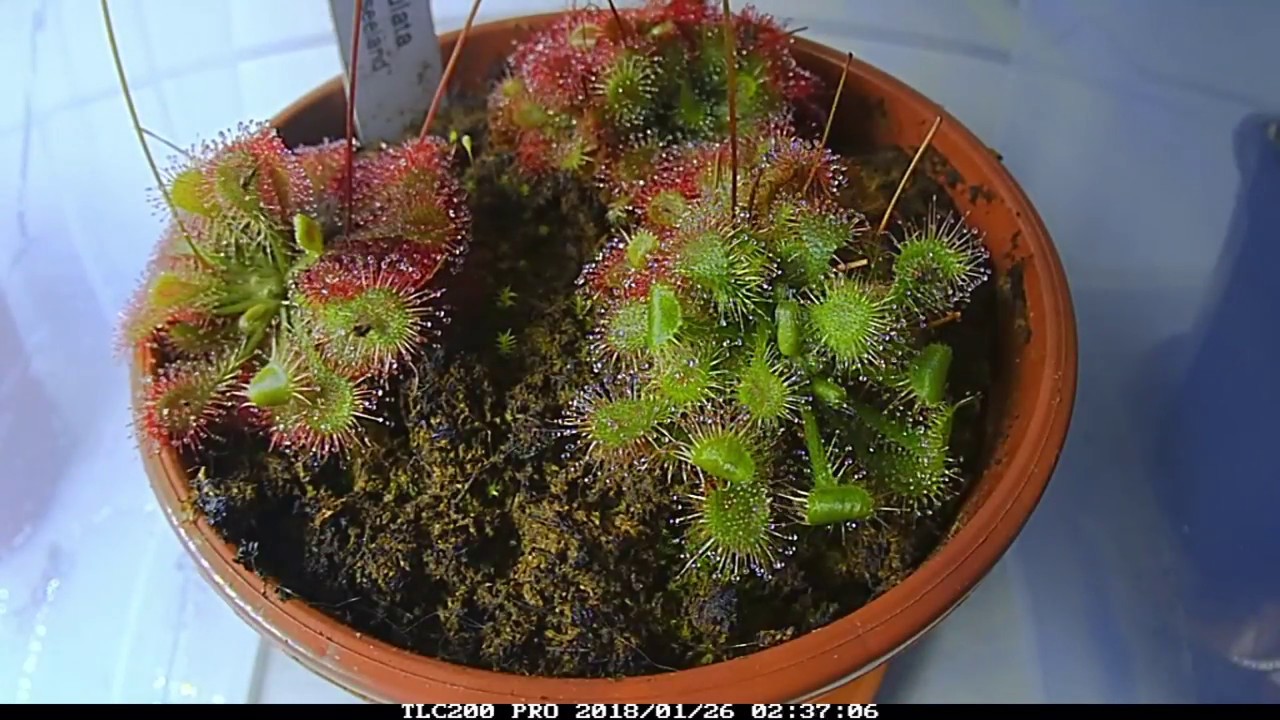Drosera spatulata f&auml;ngt Fliegen Zeitraffer/ D.spatulata catches flies Timelapse