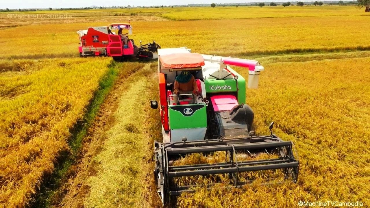 Kubota DC108X Combine Harvester Team in Action  Best Rice Harvesting Skills