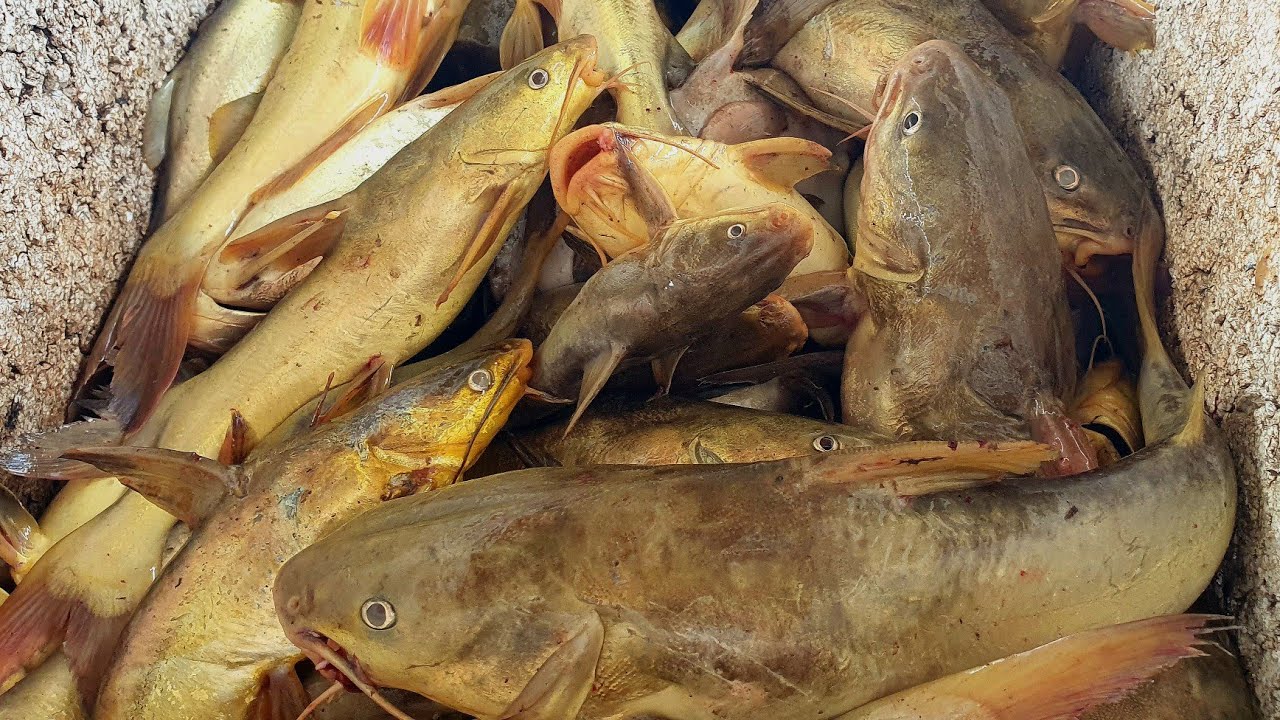 PESCARIA DE ESPINHEL: Muita fartura e Aventura, Só Peixes Brutos 🎣 🐟