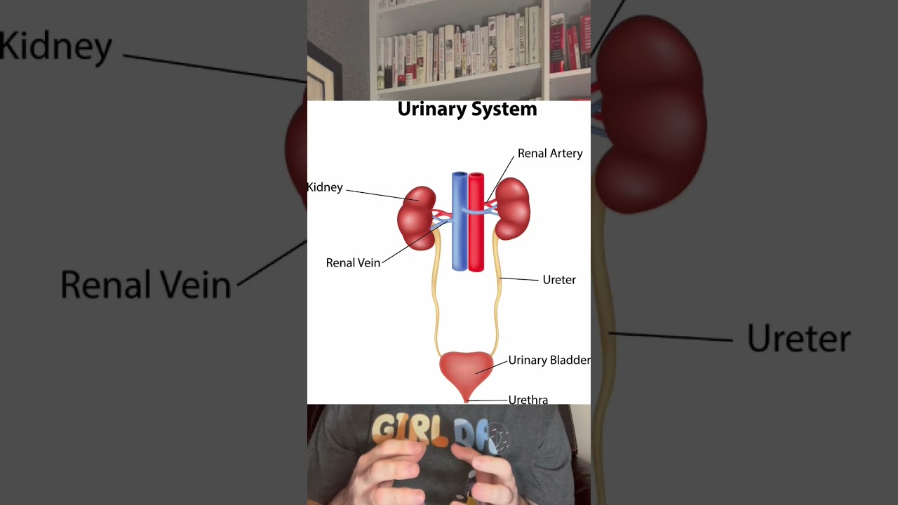What is a urologist? #urology
