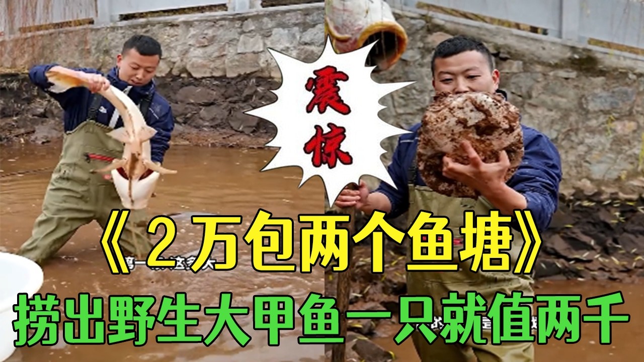 花2萬塊包下兩個魚塘，撈出野生大甲魚壹只就值兩千 #小飛哥#三農 #我的鄉村生活 #新農人計劃2026 #我要上熱門