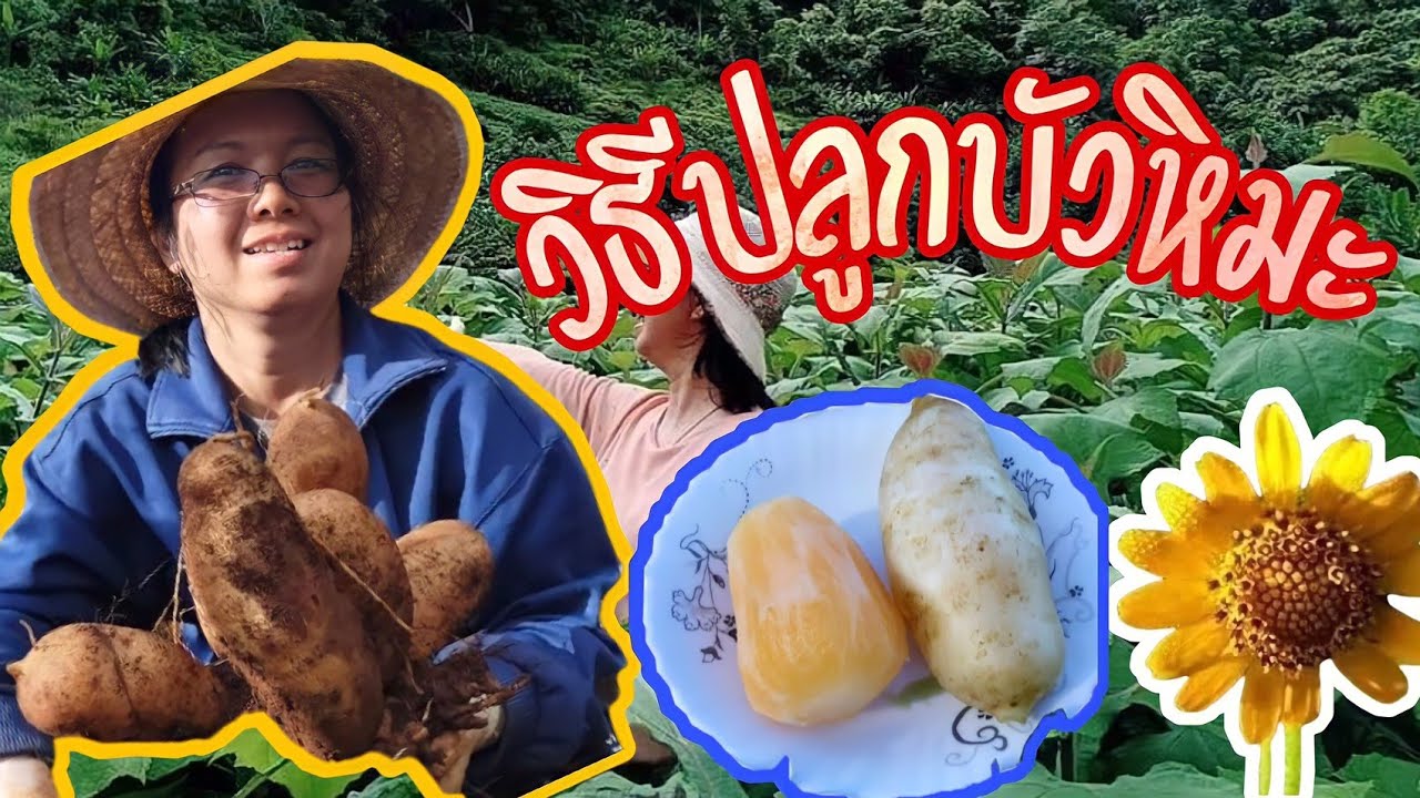 วิธีปลูกบัวหิมะ How to growing yacon