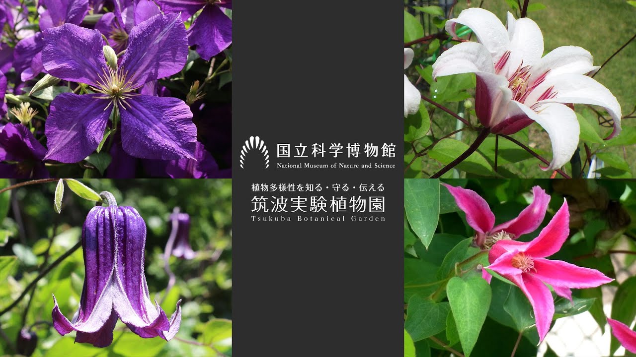 今が見ごろ！クレマチス園で楽しめる遅咲きの花
