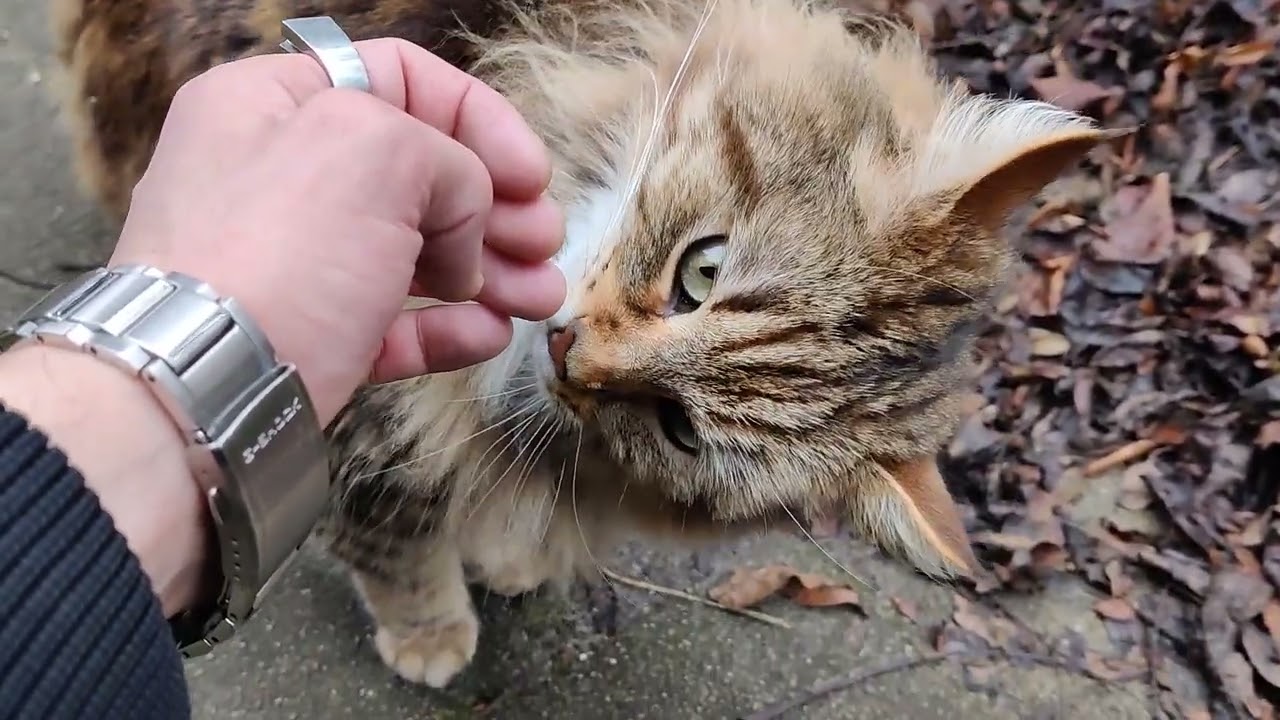 Kotuś 🧡